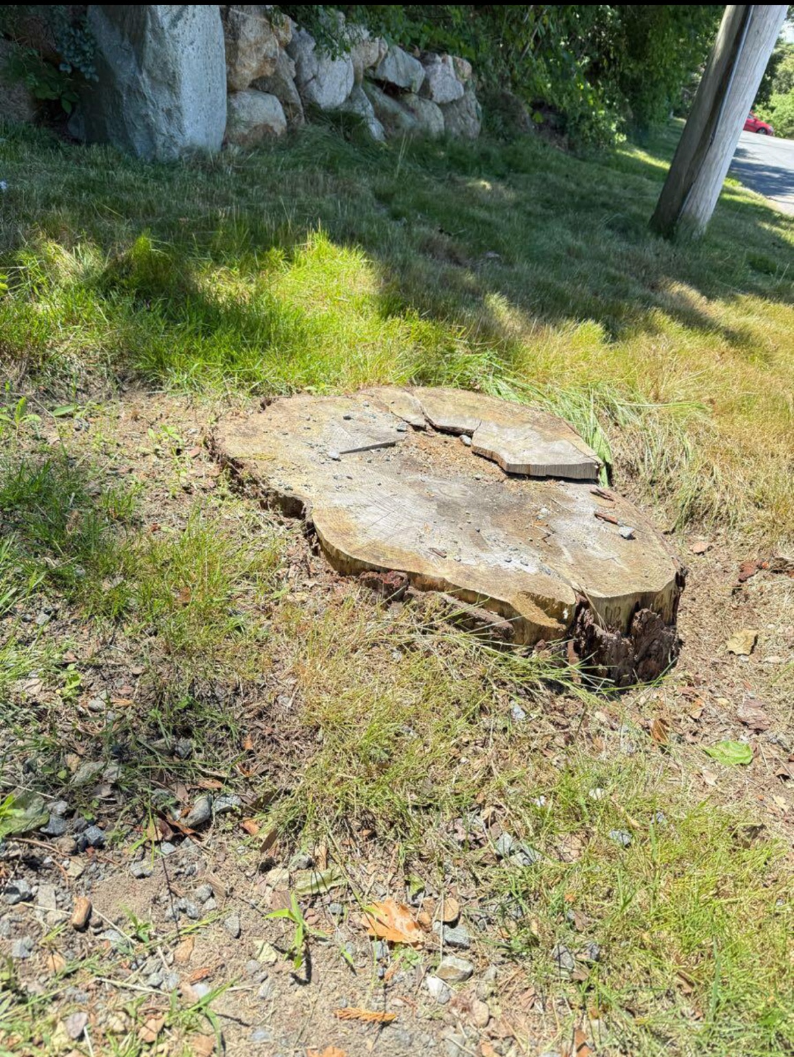 Stump before grinding