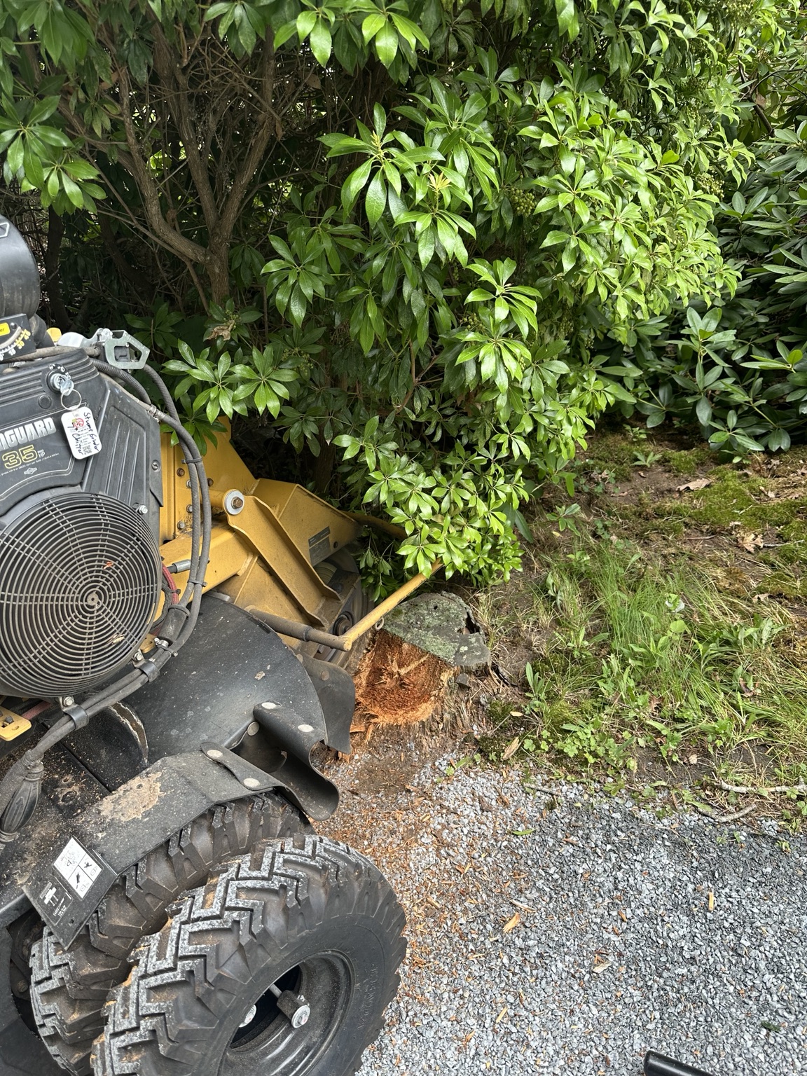 Stump requiring professional grinding