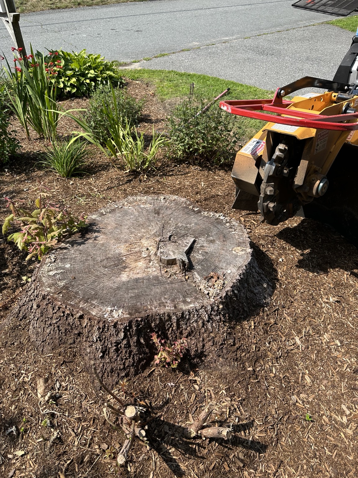 Large front-yard stump before grinding on Cape Cod