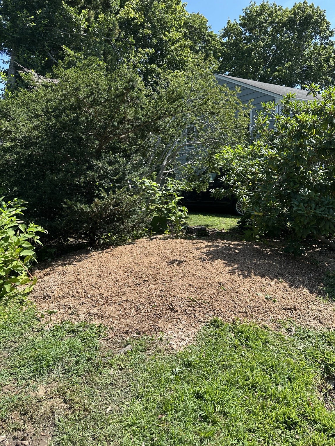 Finished wooded property after large stump grinding