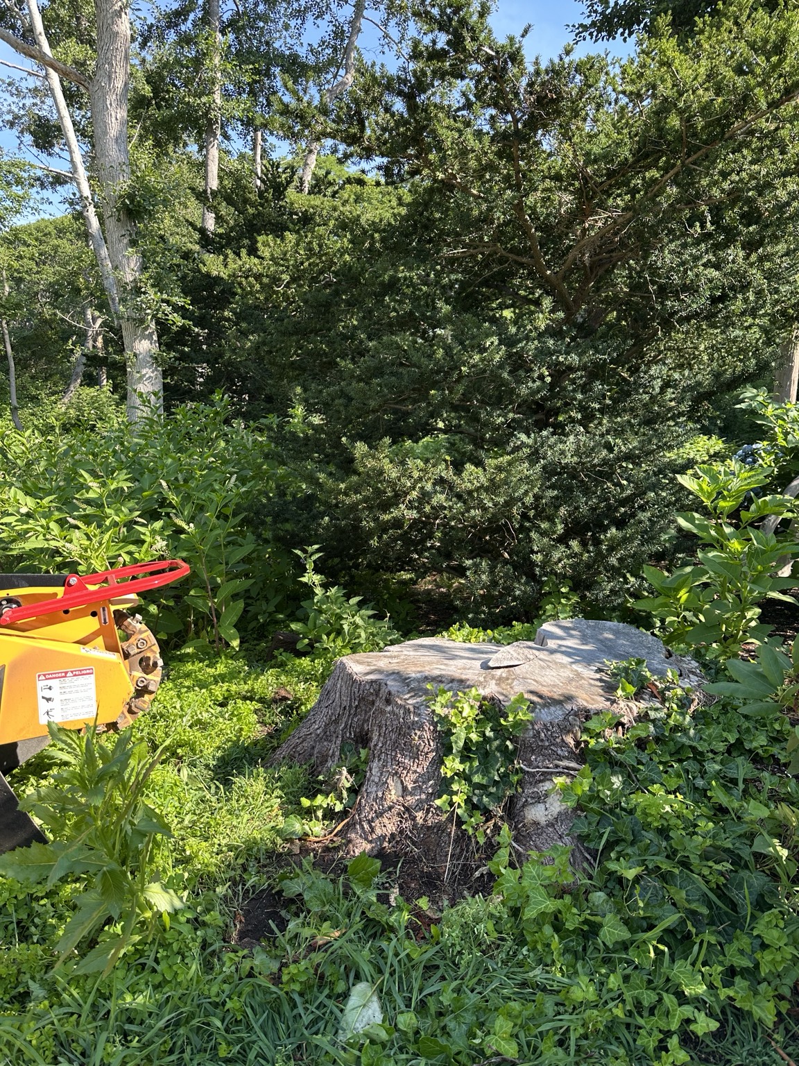 Large wooded-area stump before professional grinding