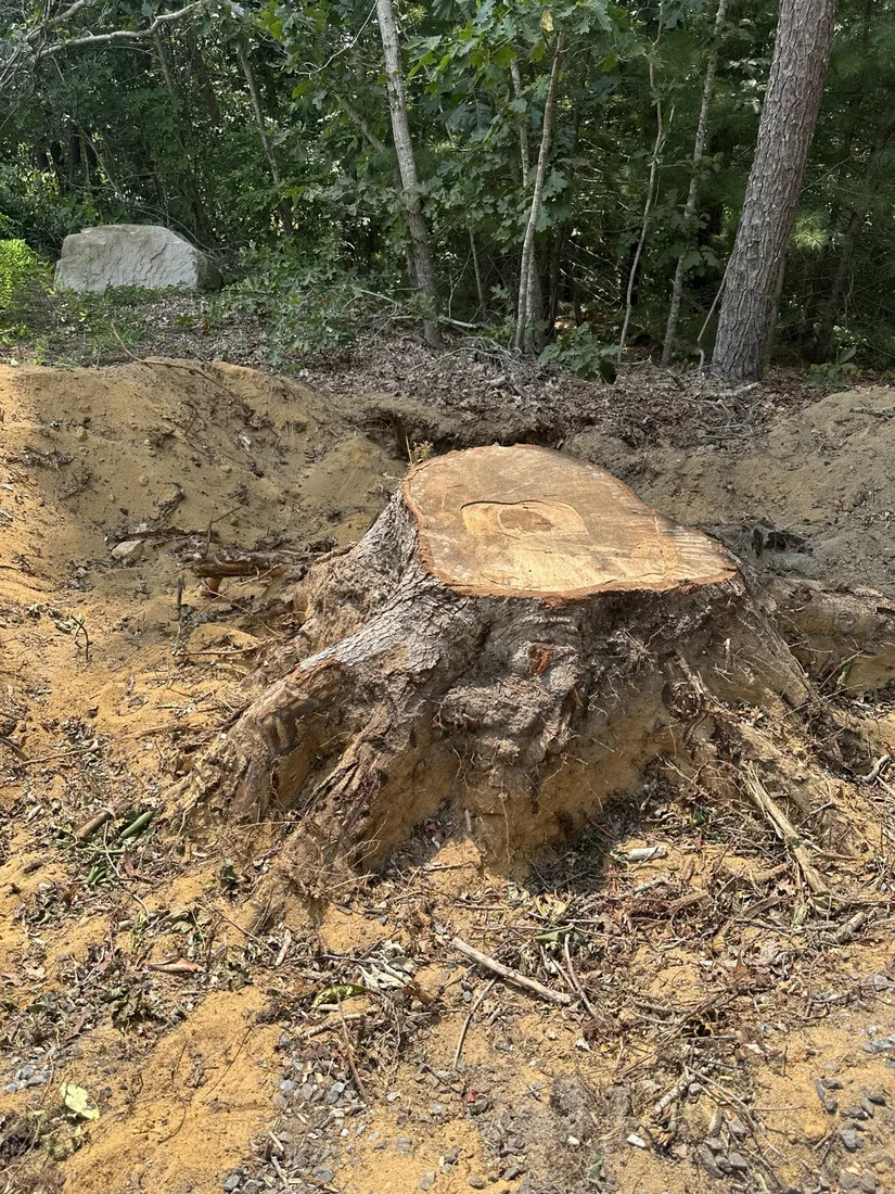 Large tree stump ready for professional grinding