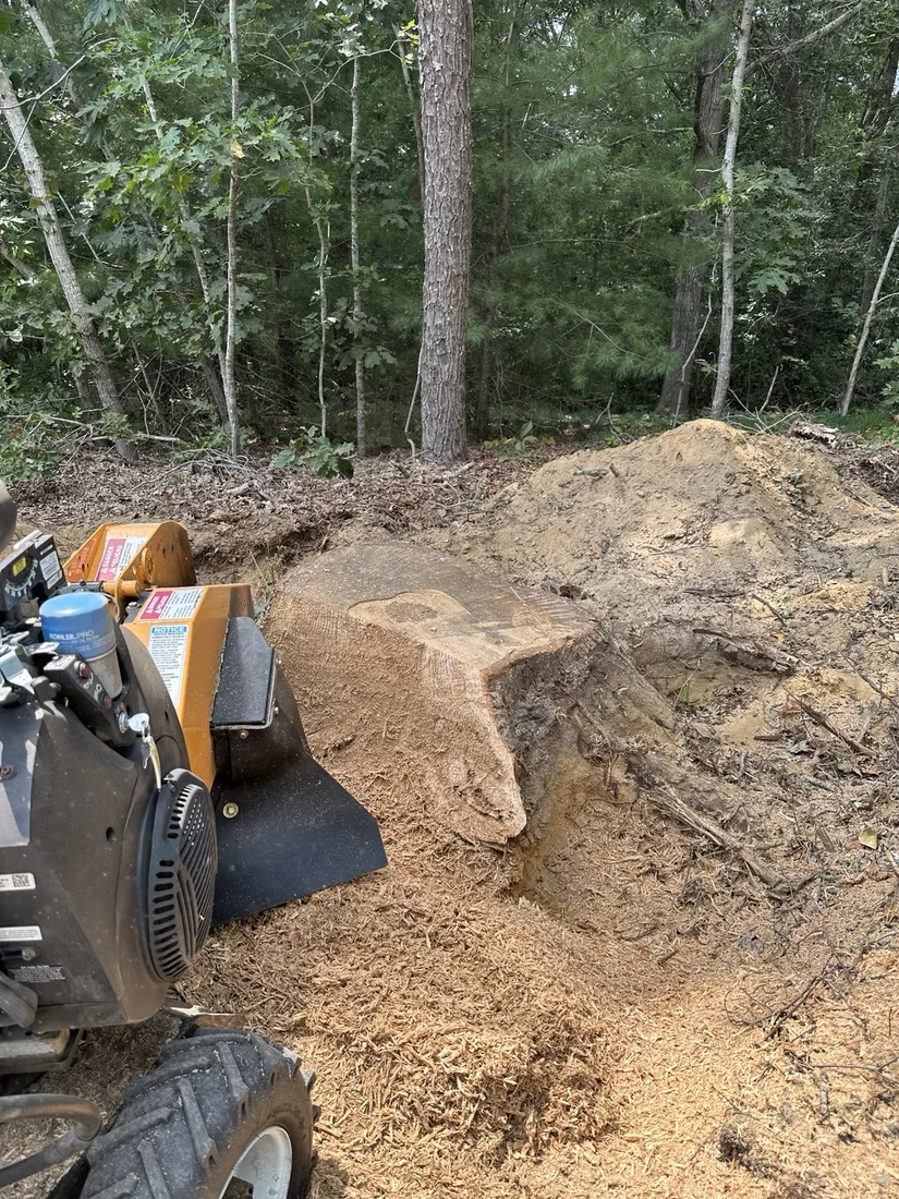 Stump grinder cutting a large root flare