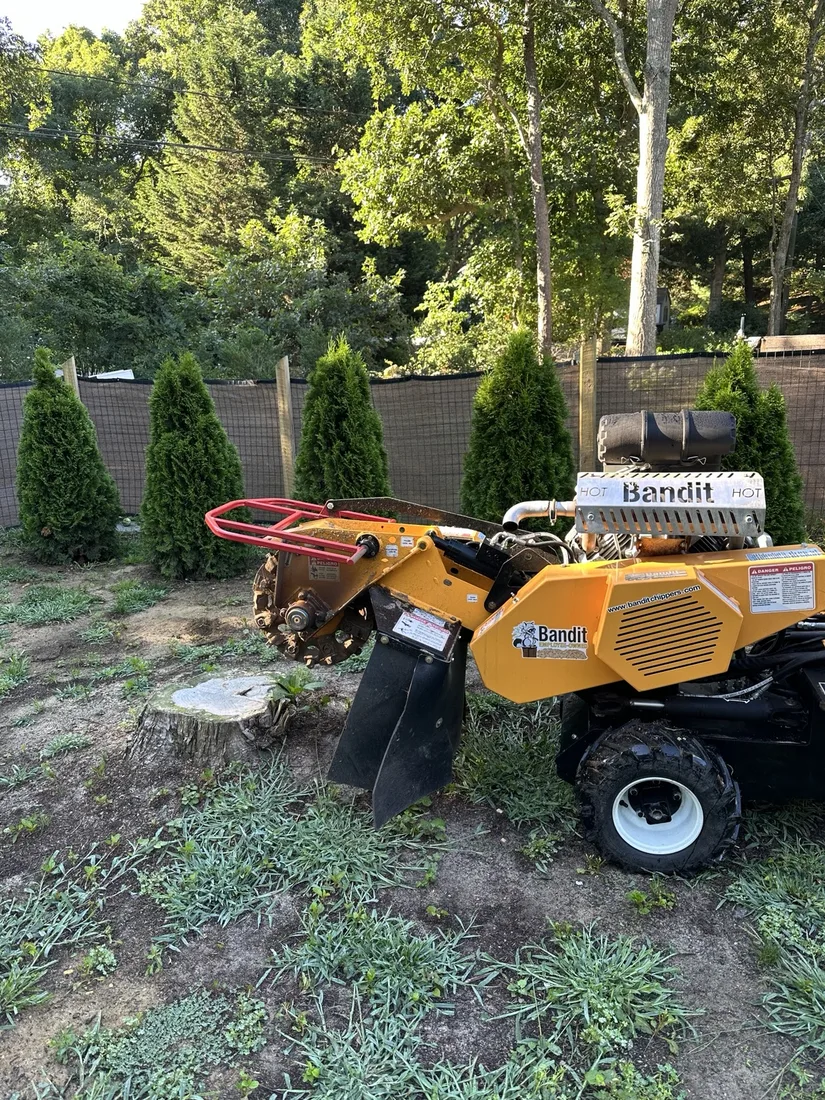 Bandit stump grinder positioned beside a residential stump