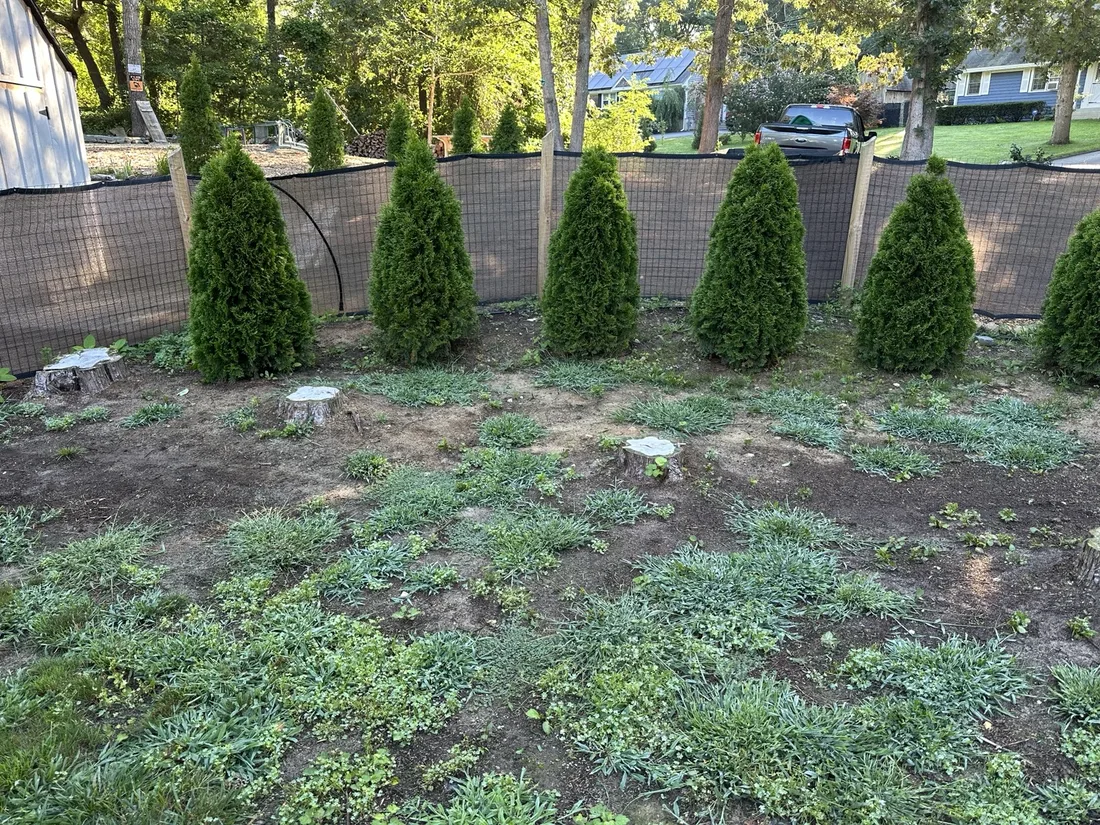 Multiple stumps on a residential property before grinding
