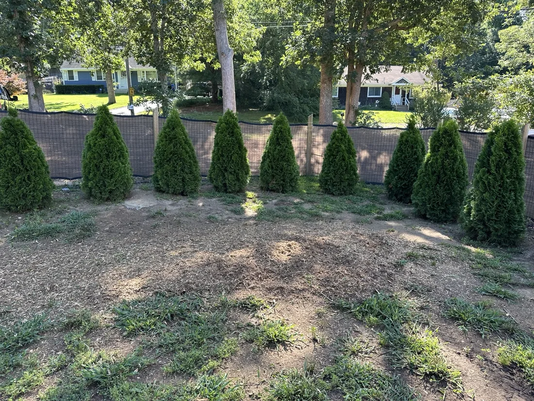 Finished yard after multiple stumps were ground